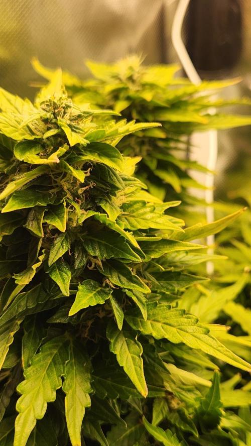 Mahtent. Week 9