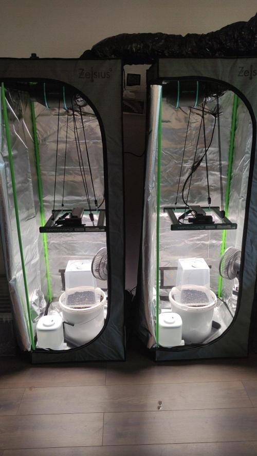 Gorilla Z Auto - Fast Buds 2x. Week 0 - 2x ein Setup 