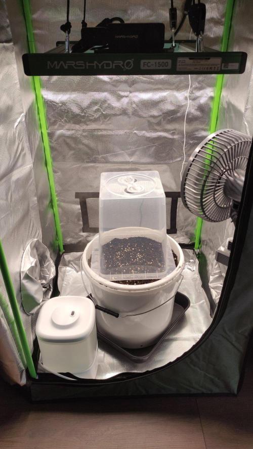 Gorilla Z Auto - Fast Buds 2x. Week 0 - Links