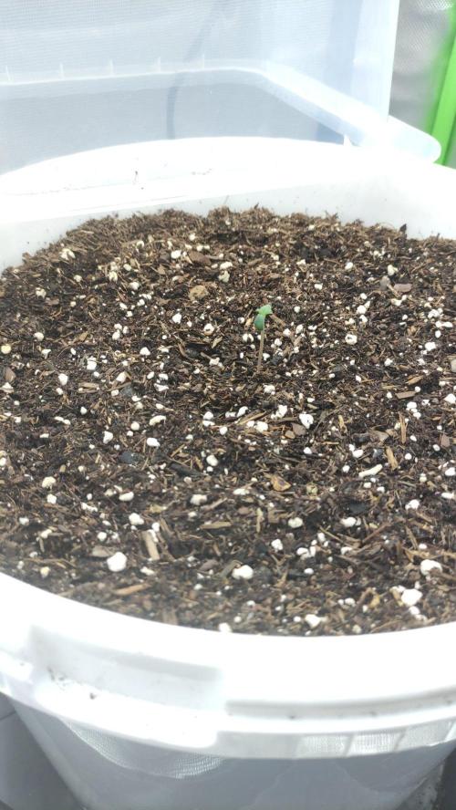 Gorilla Z Auto - Fast Buds 2x. Week 0 - Links Tag 4
