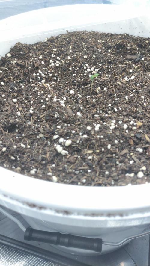 Gorilla Z Auto - Fast Buds 2x. Week 0 - Rechts Tag 4