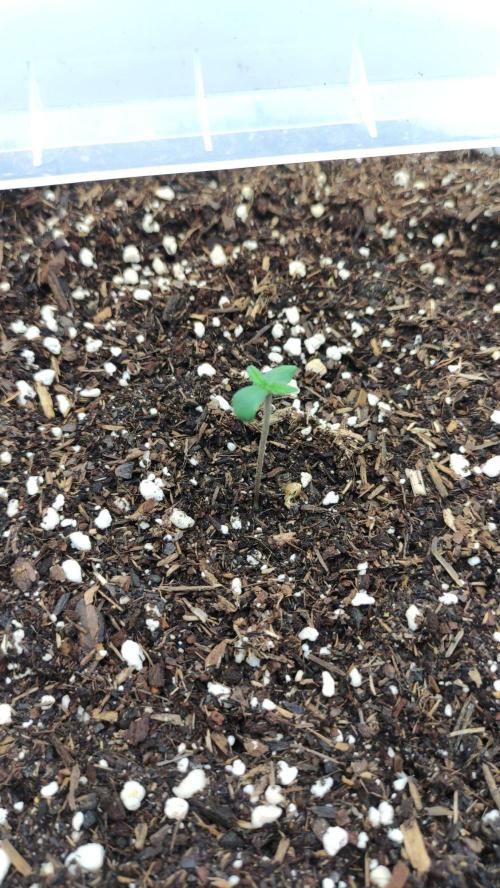 Gorilla Z Auto - Fast Buds 2x. Week 0 - Links Tag 6