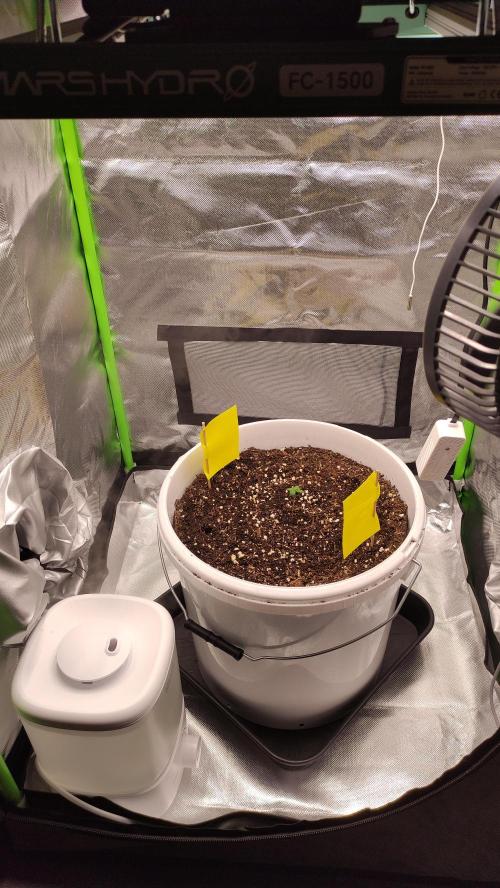 Gorilla Z Auto - Fast Buds 2x. Week 0 - Tag 7 Links
