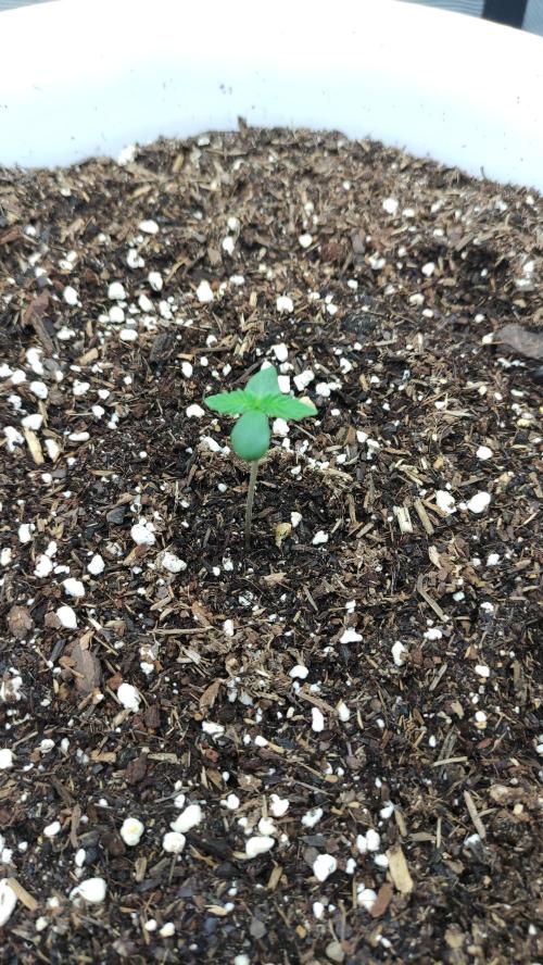Gorilla Z Auto - Fast Buds 2x. Week 0 - Tag 7 Links