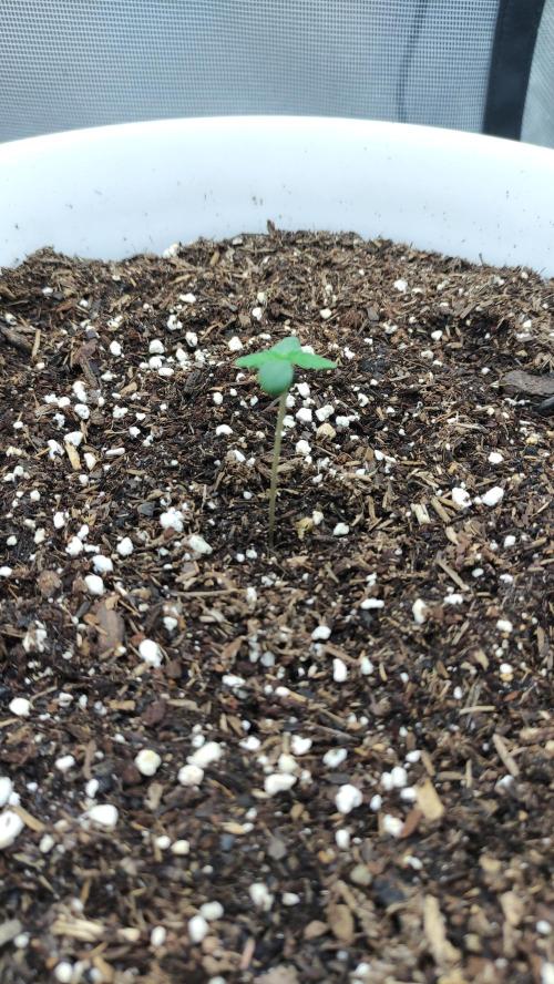 Gorilla Z Auto - Fast Buds 2x. Week 0 - Tag 7 Links