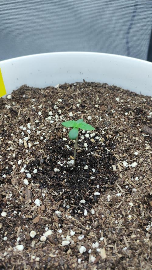 Gorilla Z Auto - Fast Buds 2x. Week 1 - Links Tag 8