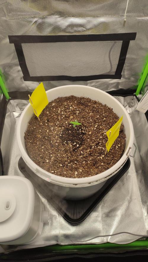 Gorilla Z Auto - Fast Buds 2x. Week 1 - Rechts Tag 8
