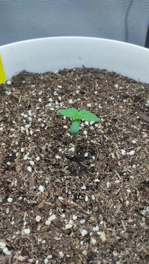 Gorilla Z Auto - Fast Buds 2x. Week 1 - Links Tag 9