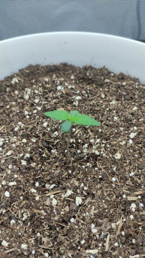 Gorilla Z Auto - Fast Buds 2x. Week 1 - Rechts Tag 9