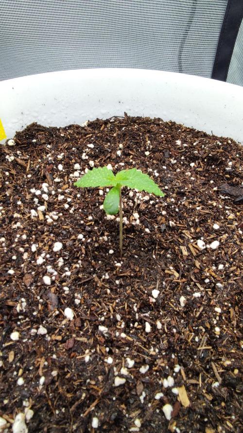 Gorilla Z Auto - Fast Buds 2x. Week 1 - Links Tag 10