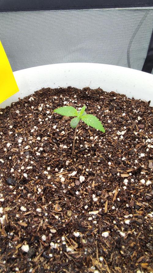 Gorilla Z Auto - Fast Buds 2x. Week 1 - Rechts Tag 10