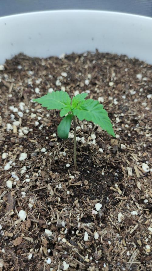 Gorilla Z Auto - Fast Buds 2x. Week 1 - Links Tag 11