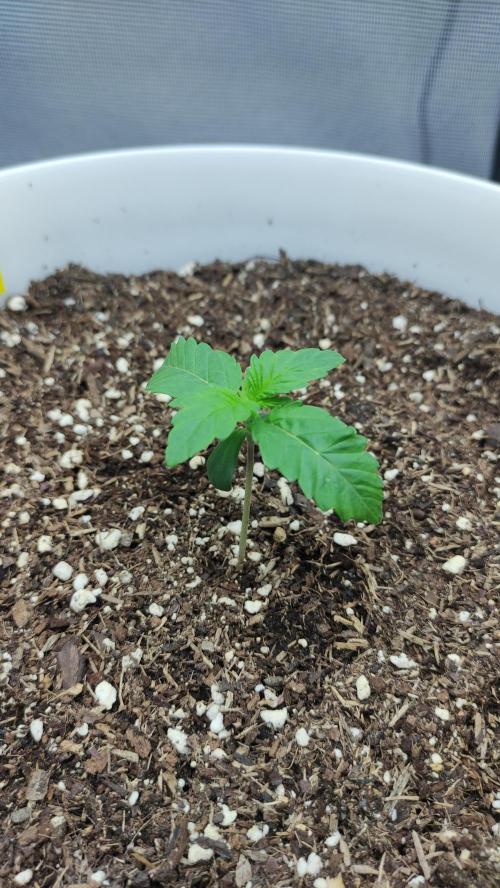 Gorilla Z Auto - Fast Buds 2x. Week 1 - Links Tag 13