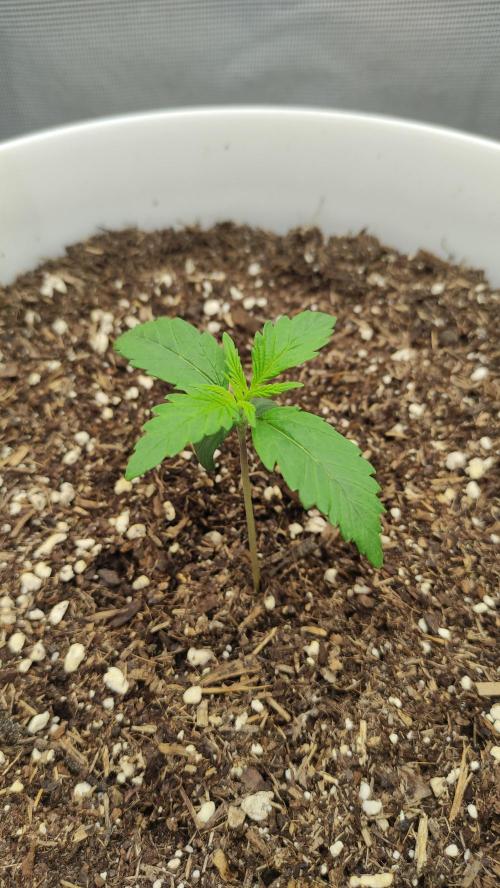 Gorilla Z Auto - Fast Buds 2x. Week 1 - Rechts Tag 13