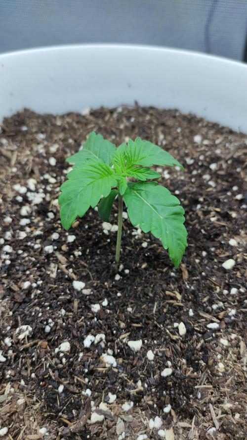 Gorilla Z Auto - Fast Buds 2x. Week 1 - Links Tag 14