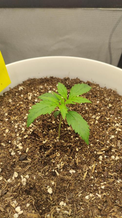 Gorilla Z Auto - Fast Buds 2x. Week 2 - Rechts Tag 15
