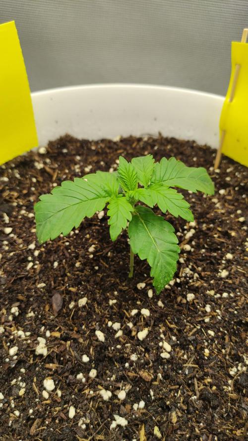 Gorilla Z Auto - Fast Buds 2x. Week 2 - Links Tag 16
