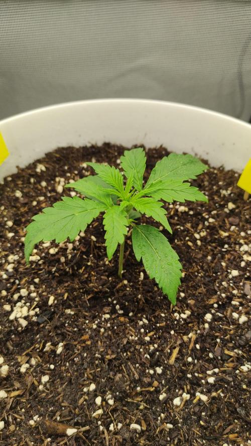 Gorilla Z Auto - Fast Buds 2x. Week 2 - Rechts Tag 16