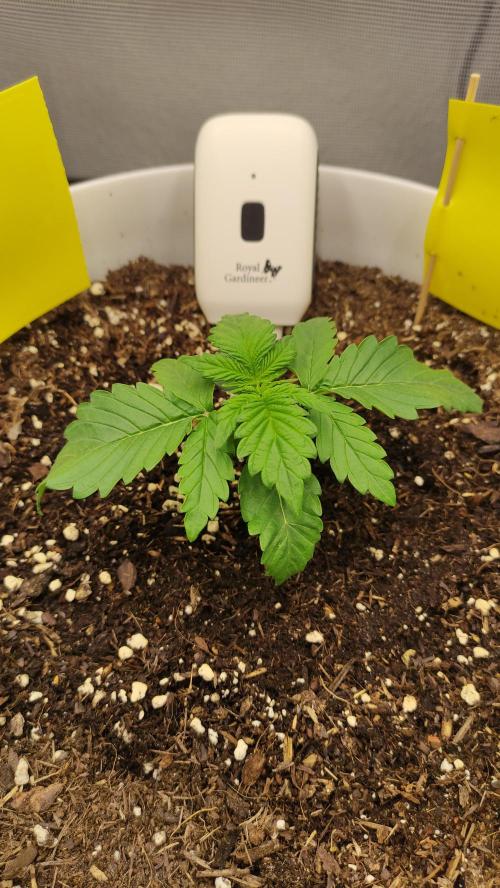 Gorilla Z Auto - Fast Buds 2x. Week 2 - Links Tag 17