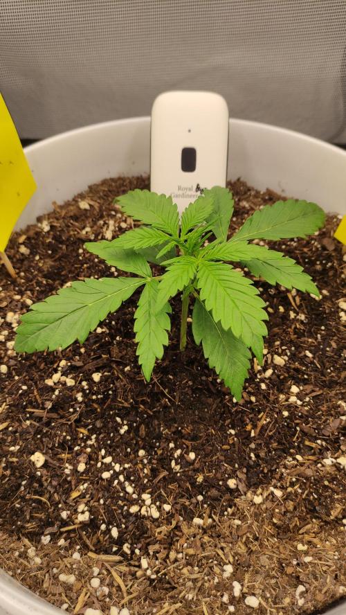 Gorilla Z Auto - Fast Buds 2x. Week 2 - Rechts Tag 17