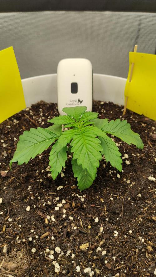 Gorilla Z Auto - Fast Buds 2x. Week 2 - Links Tag 18