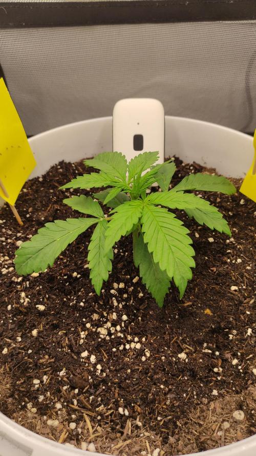 Gorilla Z Auto - Fast Buds 2x. Week 2 - Rechts Tag 18