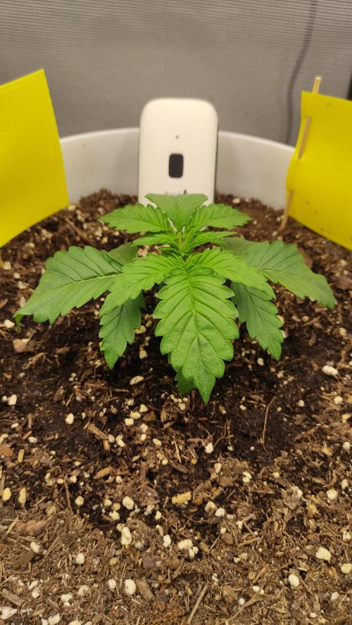 Gorilla Z Auto - Fast Buds 2x. Week 2 - Links Tag 19