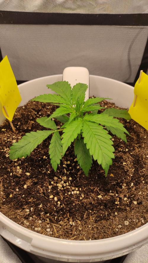 Gorilla Z Auto - Fast Buds 2x. Week 2 - Rechts Tag 19