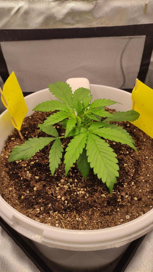 Gorilla Z Auto - Fast Buds 2x. Week 2 - Rechts Tag 20