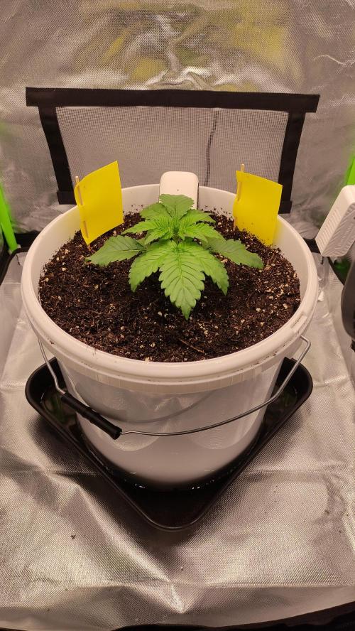Gorilla Z Auto - Fast Buds 2x. Week 2 - Links Tag 21