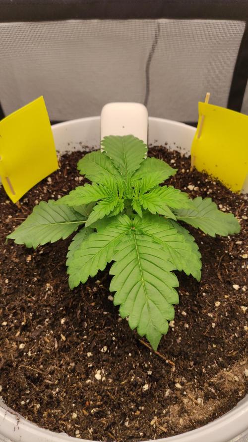 Gorilla Z Auto - Fast Buds 2x. Week 2 - Links Tag 21