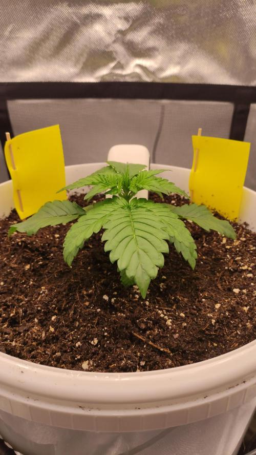 Gorilla Z Auto - Fast Buds 2x. Week 2 - Links Tag 21