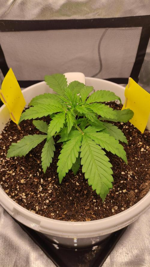 Gorilla Z Auto - Fast Buds 2x. Week 2 - Rechts Tag 21