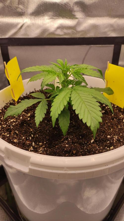 Gorilla Z Auto - Fast Buds 2x. Week 2 - Rechts Tag 21