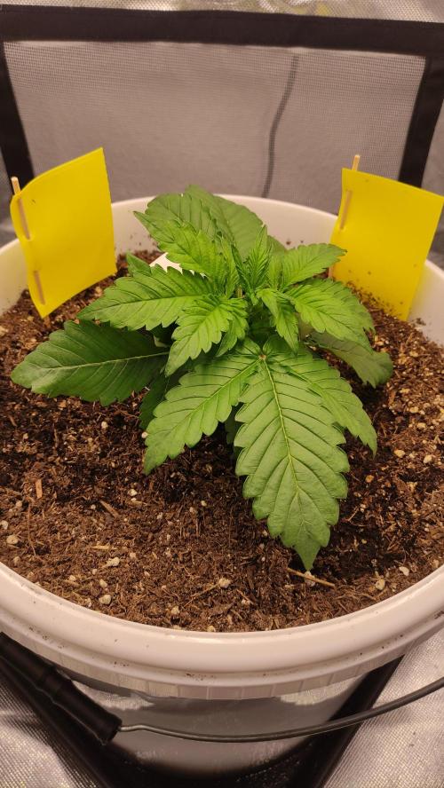 Gorilla Z Auto - Fast Buds 2x. Week 3 - Links Tag 22