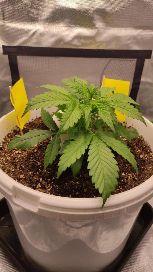 Gorilla Z Auto - Fast Buds 2x. Week 3 - Rechts Tag 22