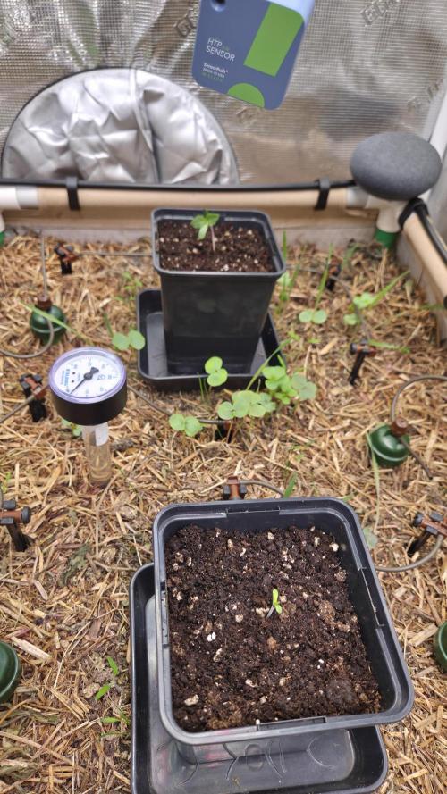 No-Till Run Nr. 5. Week 0
