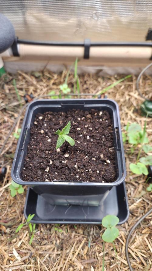 No-Till Run Nr. 5. Week 0