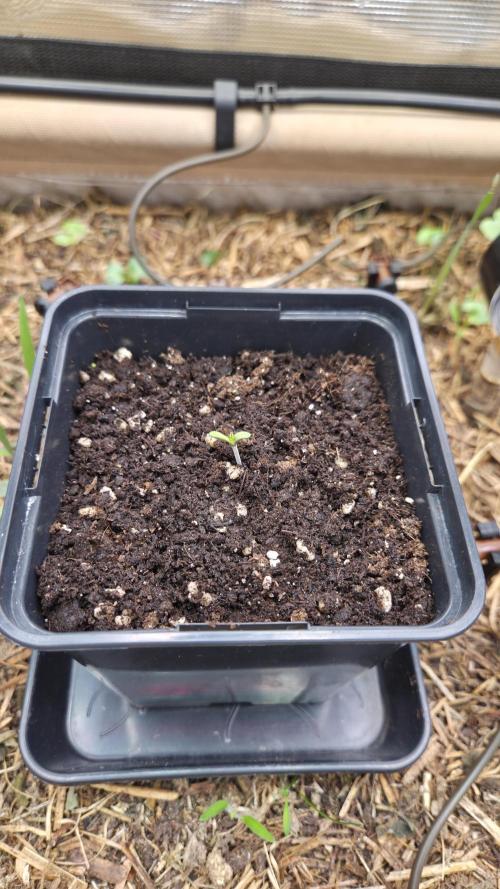 No-Till Run Nr. 5. Week 0