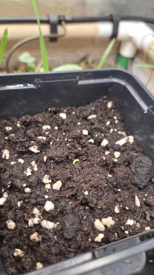 No-Till Run Nr. 5. Week 0 - CBD Skunk Haze möchte noch nicht so richtig. 