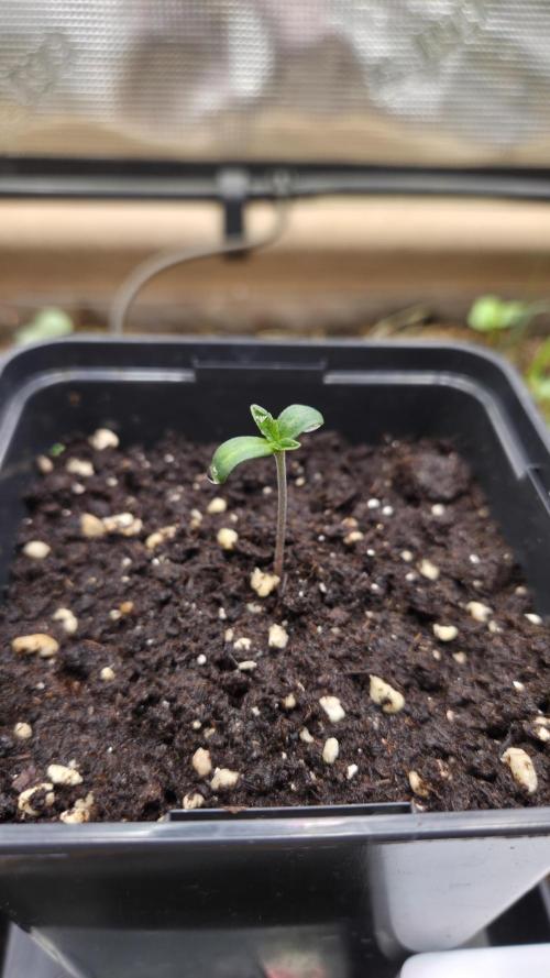 No-Till Run Nr. 5. Week 0 - La Bomba #2