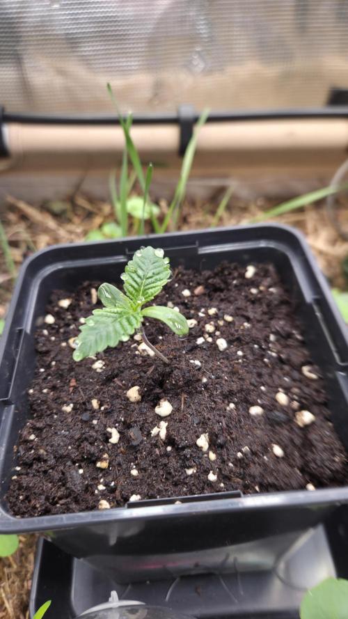 No-Till Run Nr. 5. Week 0 - La Bomba #1 gibt Gas! 