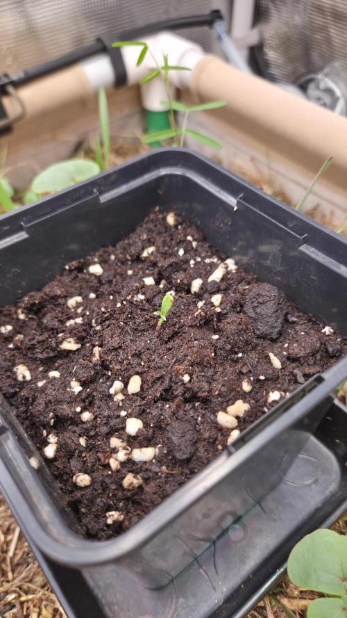 No-Till Run Nr. 5. Week 0