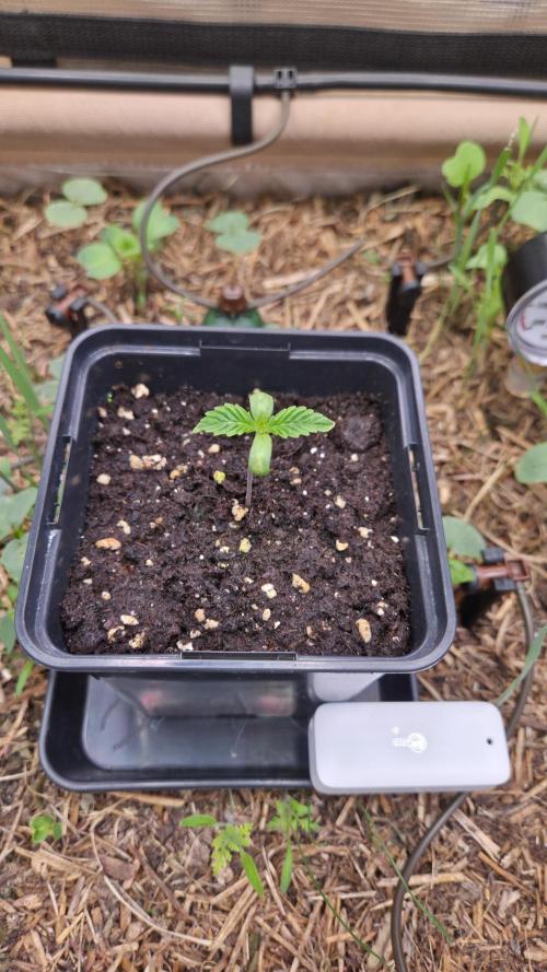 No-Till Run Nr. 5. Week 1 - La Bomba #2
