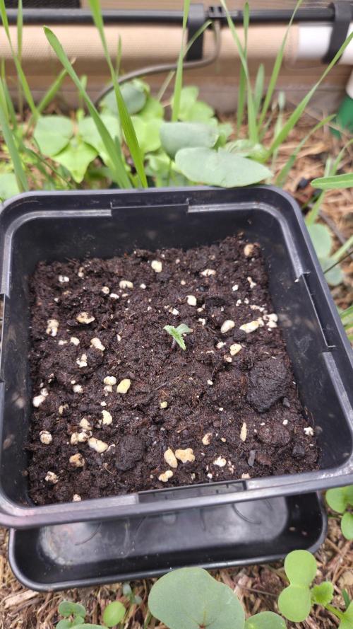 No-Till Run Nr. 5. Week 1 - CBD Skunk Haze