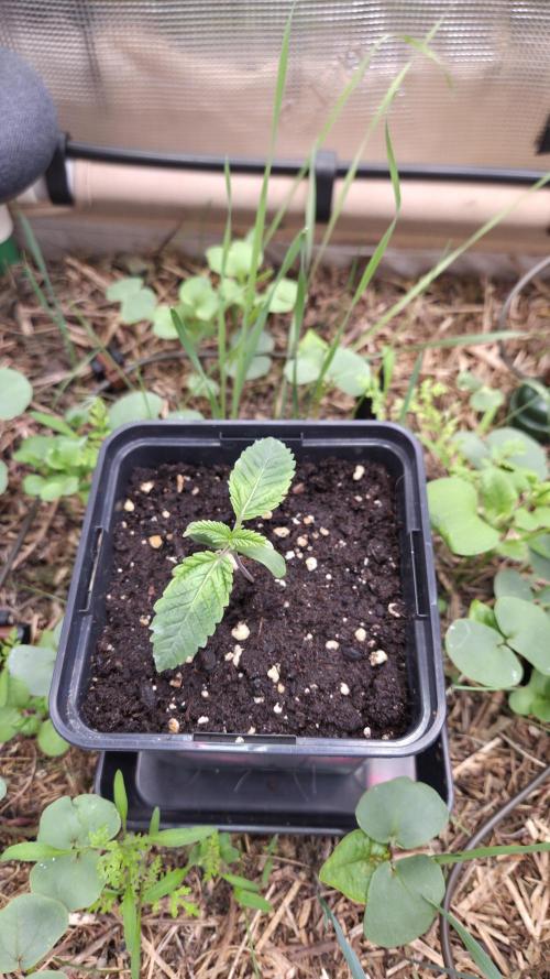No-Till Run Nr. 5. Week 1 - La Bomba #1