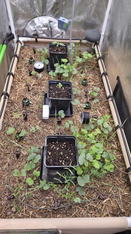 No-Till Run Nr. 5. Week 1 - Cover-Crop sprießt auch langsam überall aus dem Boden