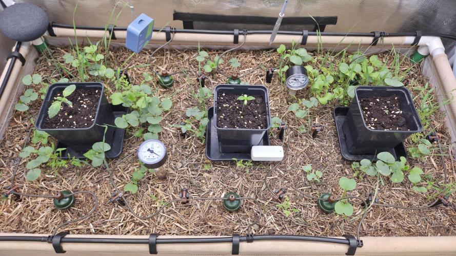 No-Till Run Nr. 5. Week 1