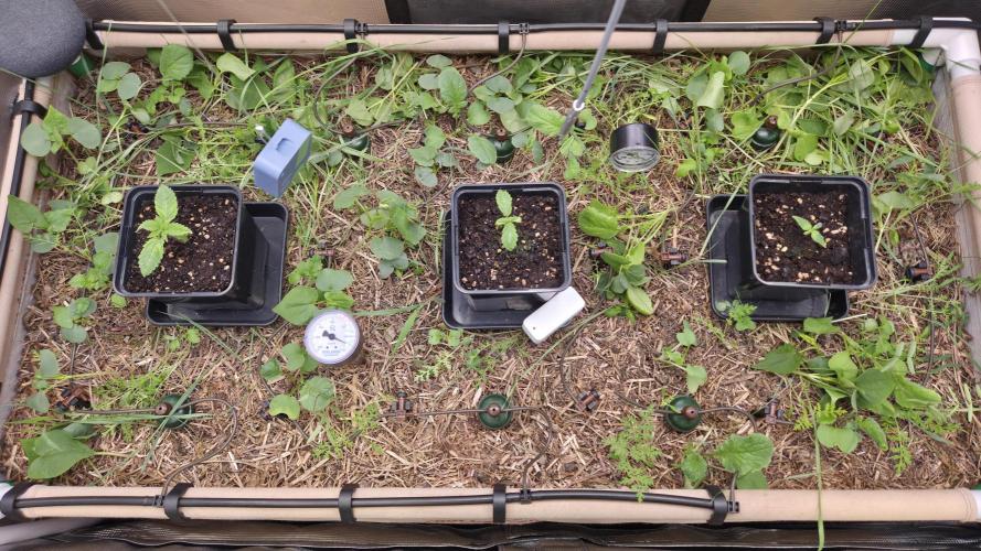 No-Till Run Nr. 5. Week 1