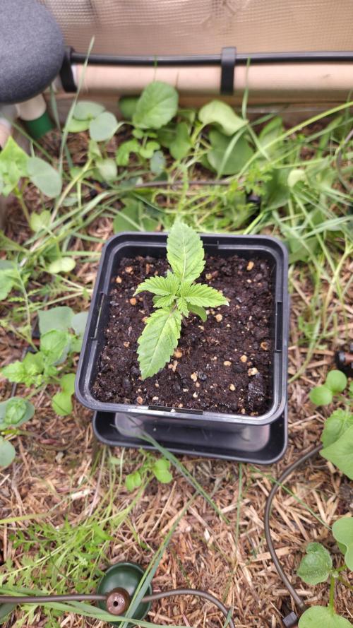 No-Till Run Nr. 5. Week 1